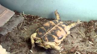 What to do when your tortoise falls on its back [upl. by Coffey400]