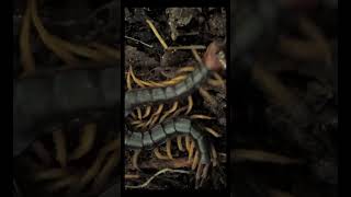 トビズムカデ Scolopendra mutilans （centipede、大百足） shorts [upl. by Tannenbaum]