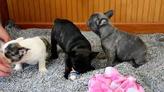 3 french bulldog puppies [upl. by Elohcin]