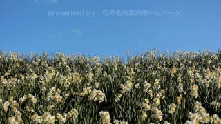 ［HD］千葉県・鋸南町の江月水仙ロード Daffodil Garden 千葉観光 房総観光 水仙の名所 房総の花の名所 [upl. by Kaitlynn]