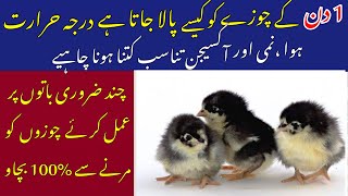 How to start Poultry Farming from chicks [upl. by Hoffarth]