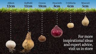 A Guide to Planting Bulbs  Bulb Planting [upl. by Sherrill]