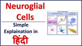 Neuroglial Cells Glial Cells Simple Explaination in Hindi  Bhushan Science [upl. by Artinahs]