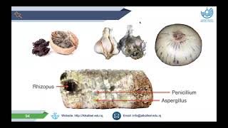 Pharmacognosy Theory Lecture  Coumarins شرح [upl. by Alitha]