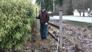 Pruning a Fargesia Rufa hedge [upl. by Schuman]