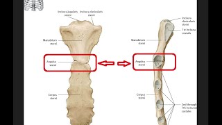 Angulus sternum formohet nëpërmjet [upl. by Arraeit]