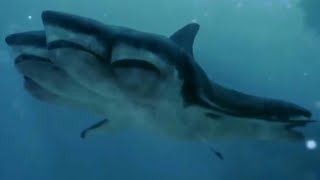 5Headed Shark Attack 2017  5 Headed Shark Screen Time [upl. by Domini]