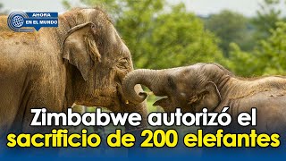 ZIMBABUE AUTORIZA EL SACRIFICIO DE 200 ELEFANTES La dura realidad de la sequía  Ahora en el Mundo🌎 [upl. by Ennaimaj]