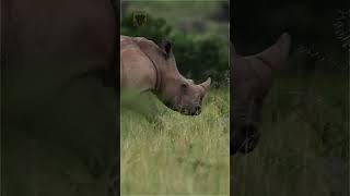 Happy World Rhino Day rhino rhinoceros wildlife endangeredspecies southafrica conservation [upl. by Enoval]