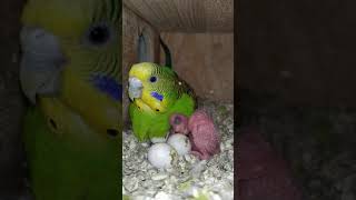 Teaching a parakeet to perch on your hand [upl. by Eben]