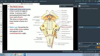 Anatomy of the Facial nerve  Dr Ahmed Farid [upl. by Selena570]