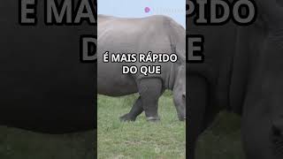 Descubra o Mundo dos Rinocerontes em 60 Segundos 🦏 [upl. by Dalli]