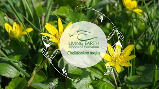 Medicinal Properties of Celandine Herb Chelidonium majus Michael Vertolli [upl. by Adikam]