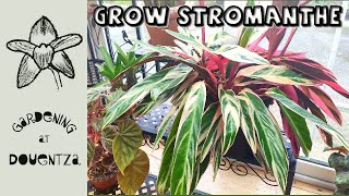 How to Grow Stromanthe Triostar  Quick amp Easy Guide [upl. by Haines]