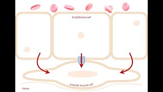 Endotheliumdependent regulation of vascular tone Effect so endothelium on vascular smooth muscle [upl. by Calley]