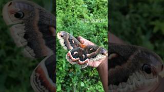 Cecropia Moth Handling [upl. by Peterus]