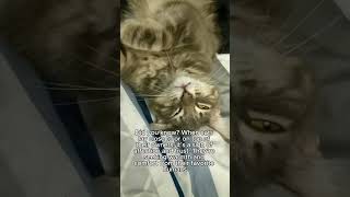 How does your cat show affection [upl. by Medlin]