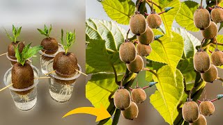 How to Grow Kiwi Plants From Kiwi Fruit  How to Grow Kiwi From Seed  Growing Kiwi Plants [upl. by Nnairahs]