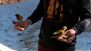 Hand Feeding Birds April152023 [upl. by Aicilaanna457]