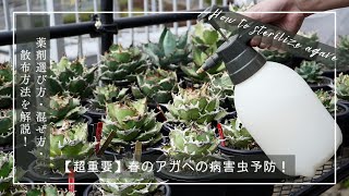 【超重要】春のアガベの病害虫予防！薬剤の選び方・混ぜ方・散布方法を解説！ [upl. by Eatnom]