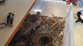 Misting Sully the Leopard Gecko [upl. by Andy]