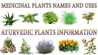 Medicinal Plants And Their Uses  20 Ayurvedic Plants Names  Medicinal Herbs You Can Grow [upl. by Davidoff]