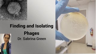 Finding and Isolating Phages [upl. by Najram]