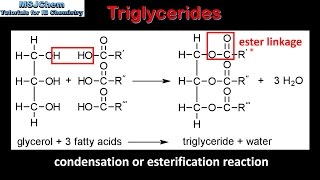 B3 Triglycerides SL [upl. by Brigette332]