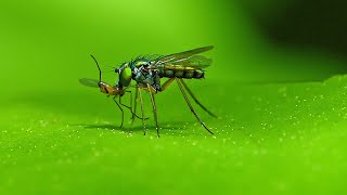 Long Legged Fly Feeding On A Prey Insect [upl. by Wilona577]