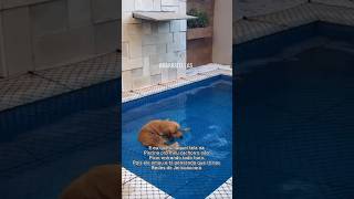 Deve ser refrescante piscina piscinas rededeprotecao piscinasmodernas cachorro dog proteção [upl. by Llesig721]