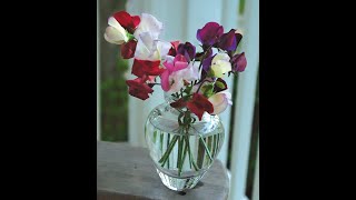 How to Direct Sow Sweet Peas along with Pinching and Tying  Year Round Cutting Garden  Ep 16 [upl. by Johen]