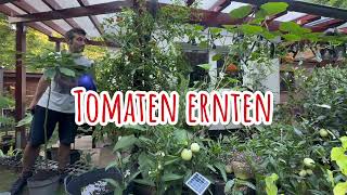 Tomaten ernten  Johannes Zakel [upl. by Danzig]