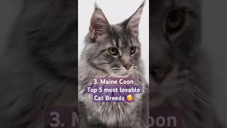 Top 5 friendliest cats cat catshorts catbreed cats kitten ragdolls friendlycat catlover [upl. by Aubrey424]