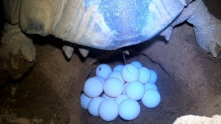 Tortoise Laying Eggs [upl. by Knute]