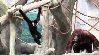 Gibbon and orangutan meet hang at Brookfield Zoo [upl. by Inan]