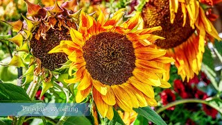 Sunflowers at High Mountain Real Estate Pinedale Wyoming [upl. by Mezoff879]