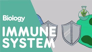 The Immune System  Health  Biology  FuseSchool [upl. by Namrej]