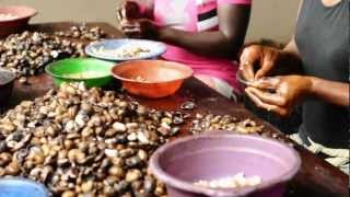 Cashew Nut Processing  Peace Corps Ghana [upl. by Htieh58]