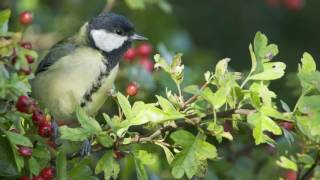 A focus on Hawthorn hedging All you need to know about Crataegus Monogyna [upl. by Tsenre]