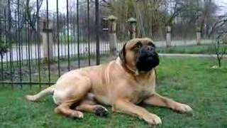 Bullmastiff male [upl. by Drewett]