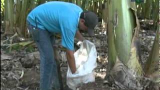 Micropropagação in vitro plantas uniformes e de alta qualidade  Dia de Campo na TV [upl. by Latt]