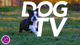 No Ads DOG TV  Relaxing Virtual Dog Walk  Entertainment for Dogs [upl. by Ayifa48]