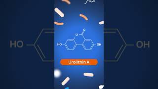 What is Urolithin A in simple words shorts healthnews [upl. by Peter]