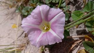 Discover the Magic of Sea Bindweed on the Shoreline [upl. by Jocelin633]