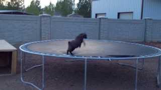 Baby Goat discovers trampoline [upl. by Hcnarb]