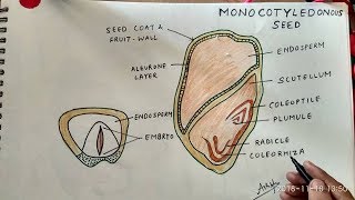 How to Draw Monocotyledon Seed [upl. by Shushan]