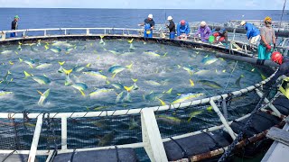 Awesome Way They Harvest Millions of Fresh Tuna in Japan [upl. by Oliric]