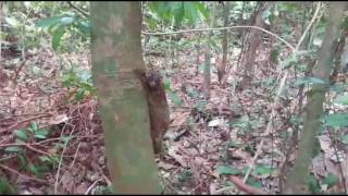 Releasing a colugo in Singapore [upl. by Janot]