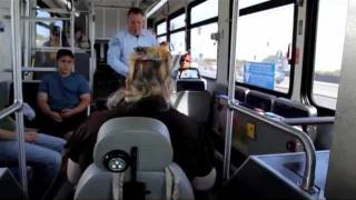 How to ride the Bus  General Public [upl. by Eseilana]