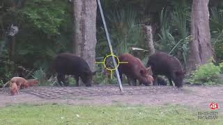 2021 Hog Hunting wATN scope in Texas [upl. by Middle]